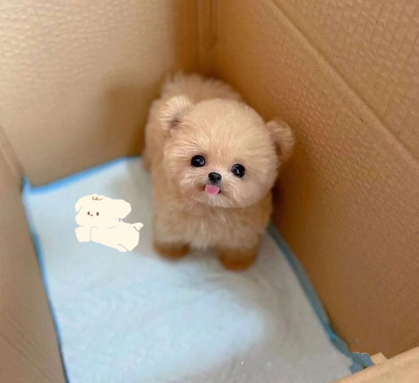 小姐姐快看6015超萌香槟色泰迪02 上新宝029969♂15