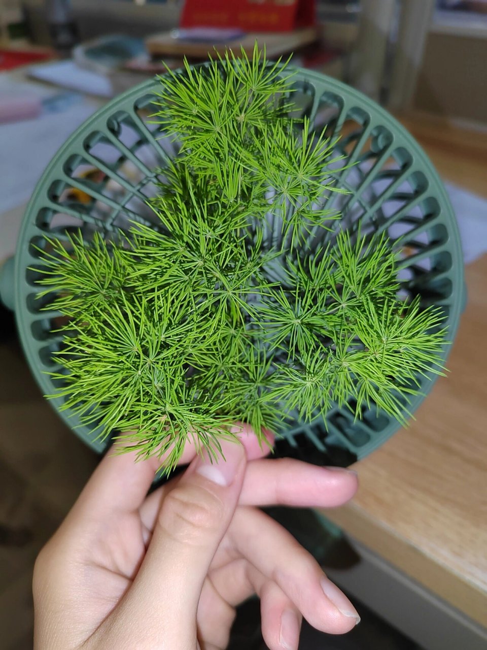 蓬莱松(松叶文竹) 百合科天门冬属 *植物趣名:蓬莱又是中国神话海外