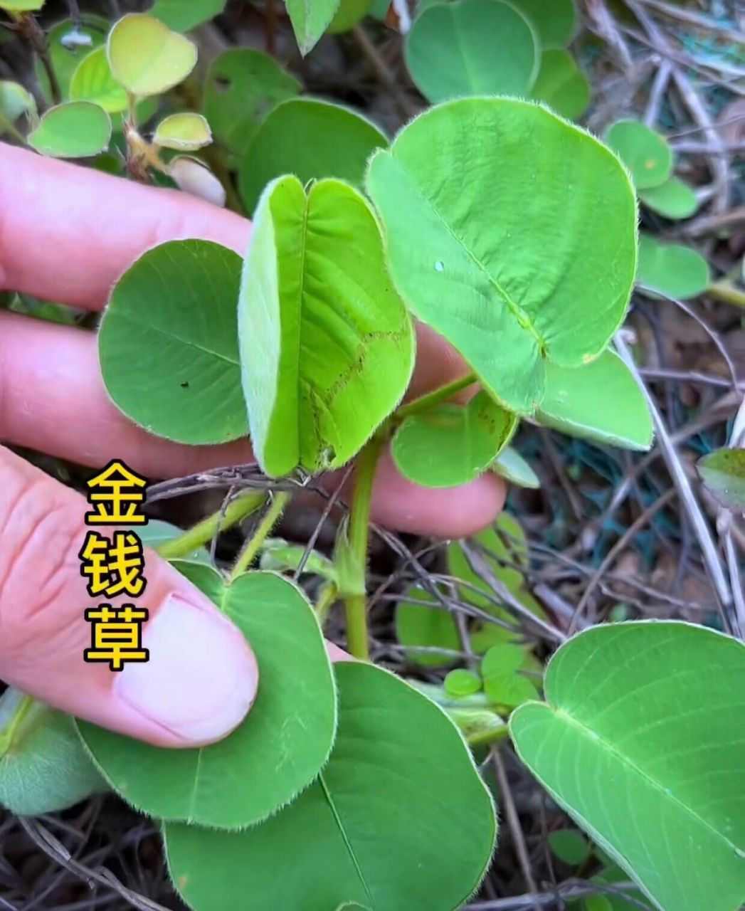 金钱草真实图片大全图片