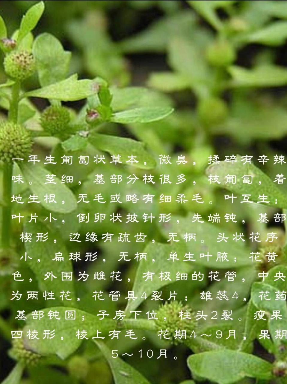 鹅不食草|通窍散寒 鹅不食草:91 又名食胡荽,野园荽,鹅不食,地芫荽