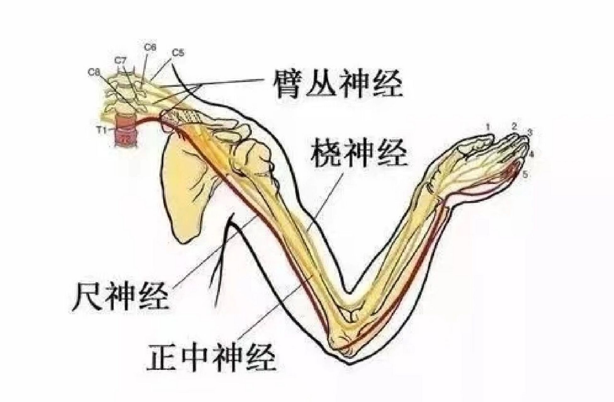 臂丛神经: 臂丛神经由颈c5～8与t1神经根组成,分支主要分布于上肢,有
