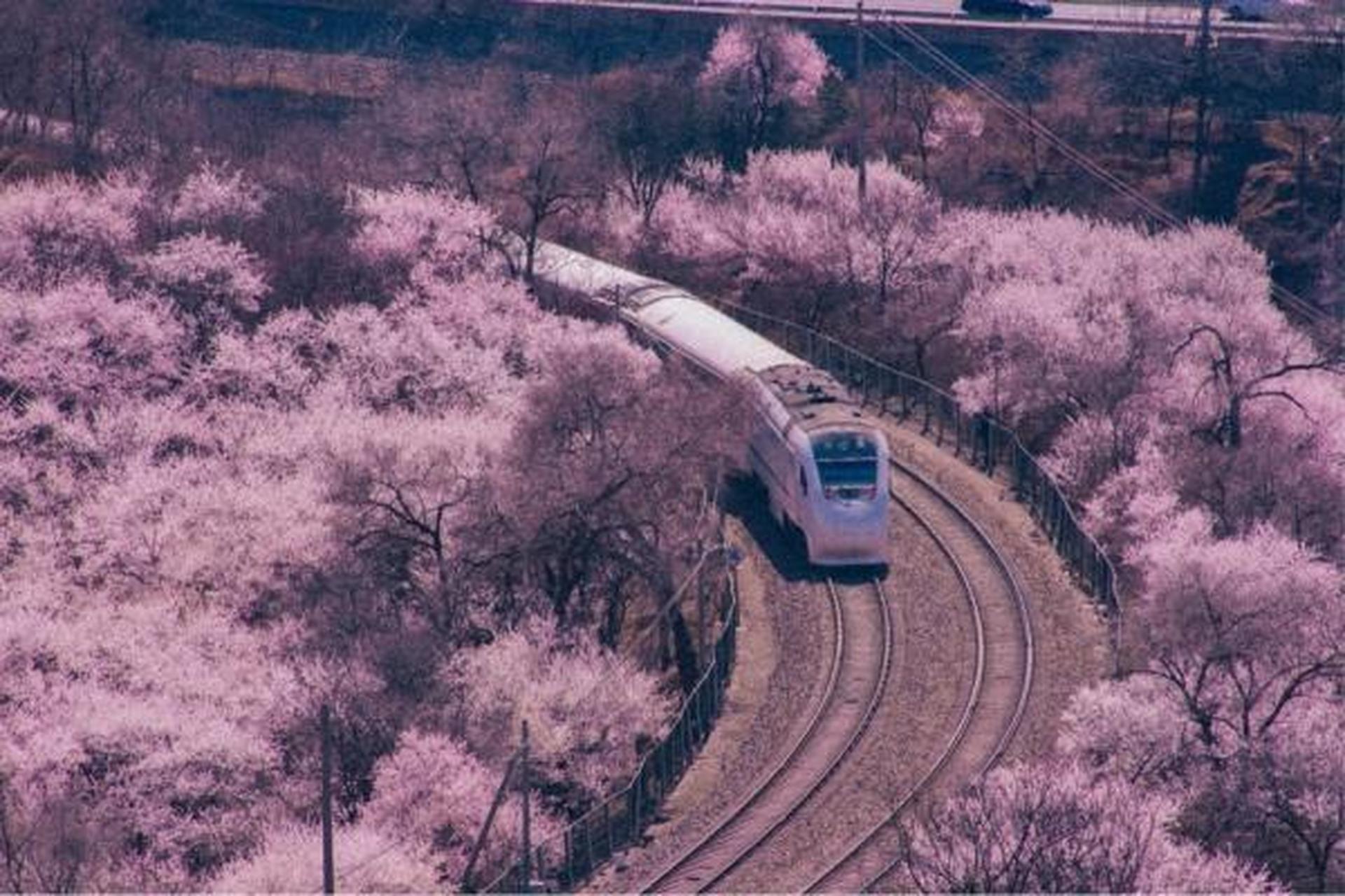 樱花火车壁纸图片