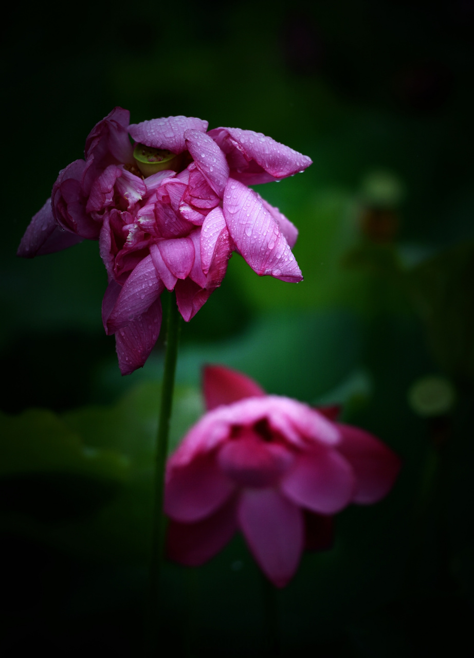 美丽绽放】#美丽宁波# 今天早上,宁波东部新城,雨中荷花美丽绽放