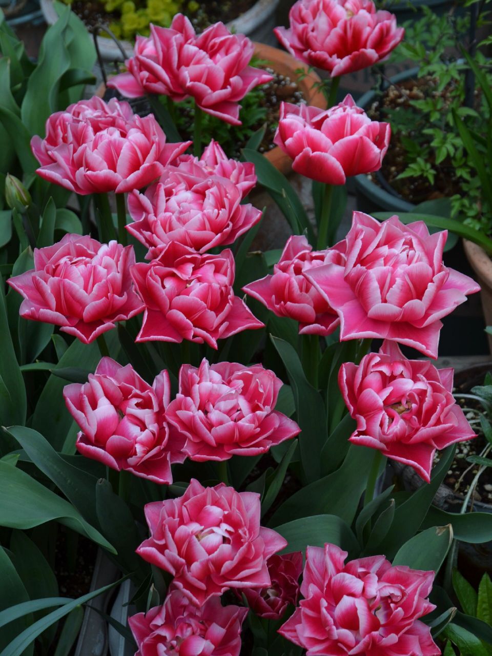 重瓣郁金香品种推荐:哥伦布