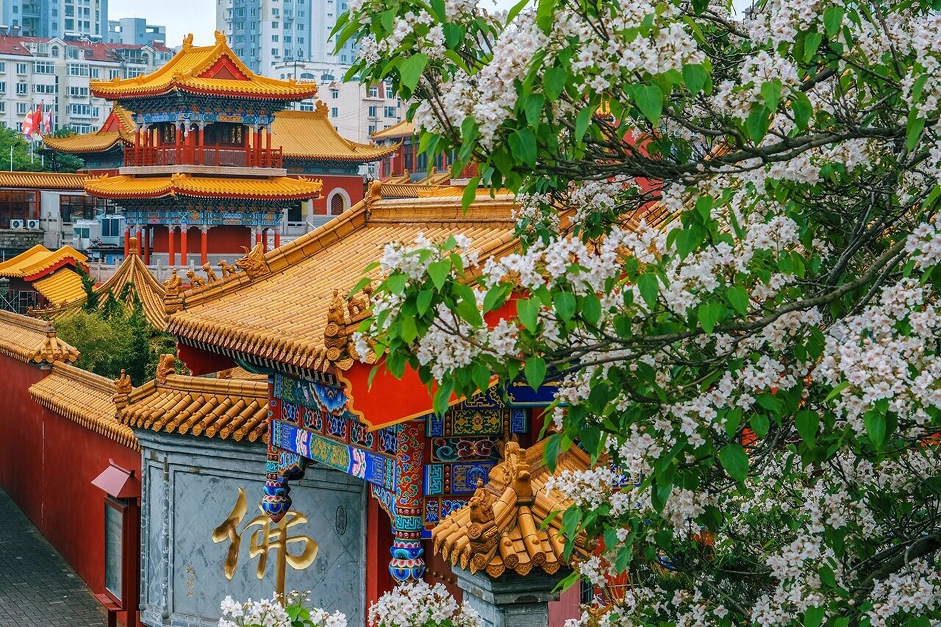 青岛观音寺|一棵开花的树,长在你必经的路旁 在车上惊鸿一瞥,便念念不