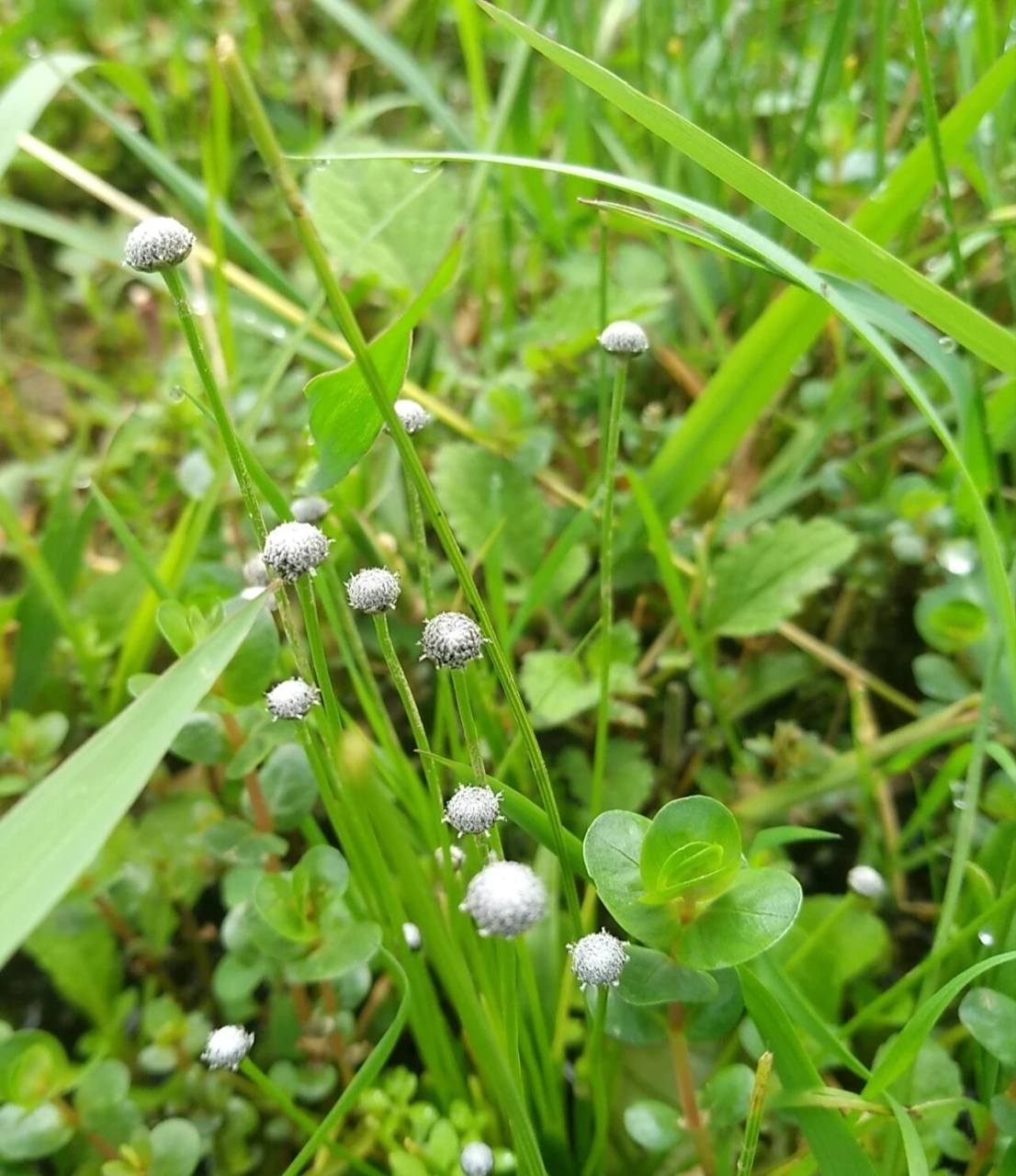 "养颜明目-谷精草" 谷精草为谷精草科植物谷精草,白药谷精草,华南谷精