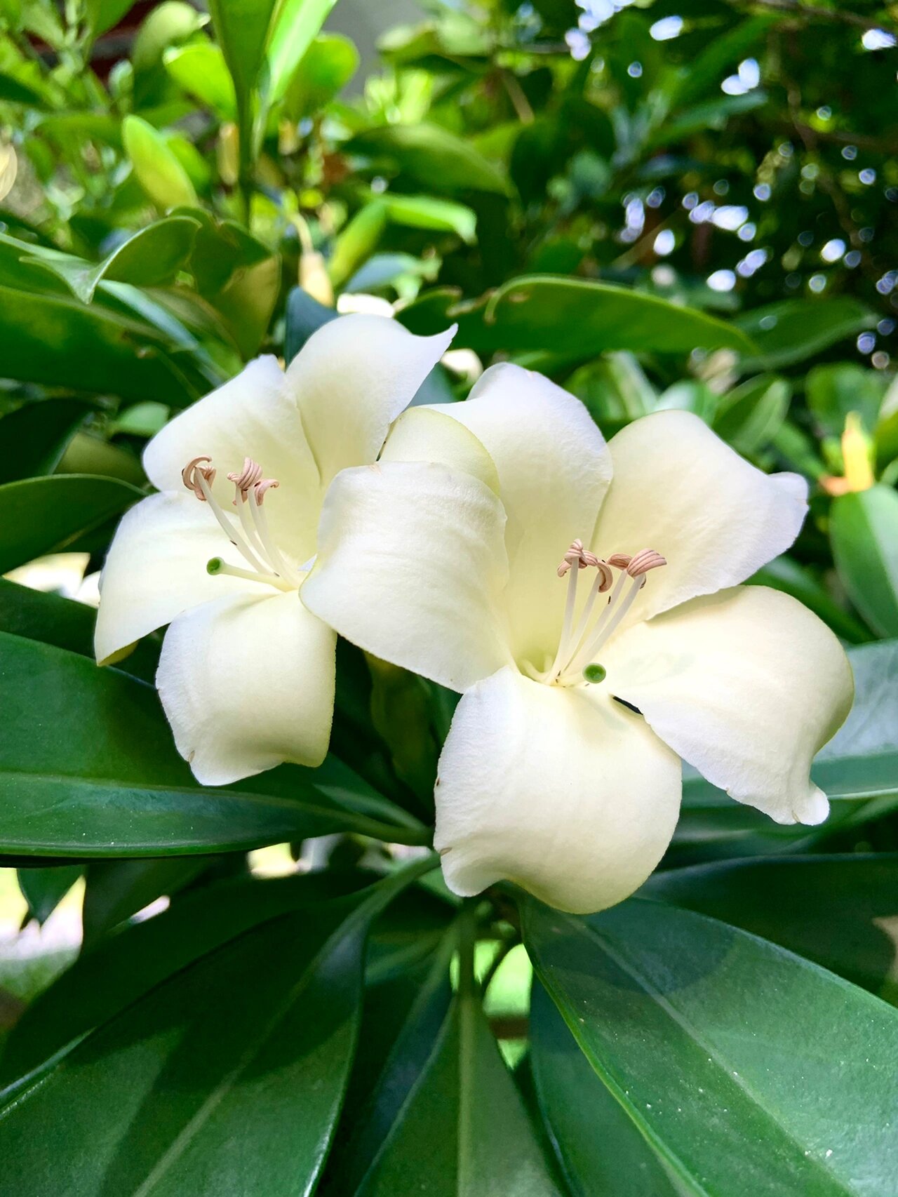 黄蒙拉茉莉花图片