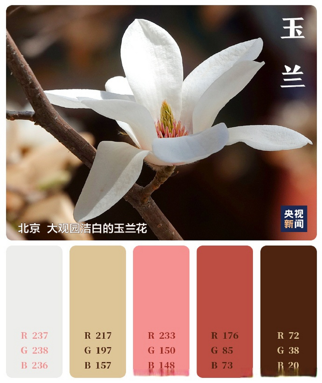 【用色卡方式打开绝美春天】梅花红,玉兰白,丁香紫,油菜花黄……春意