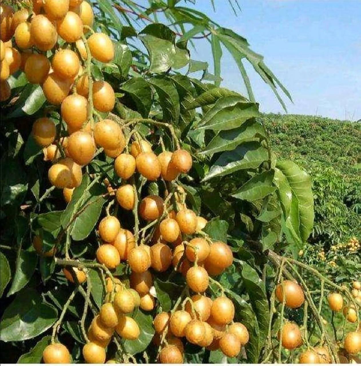 广西黄皮果,谁吃谁不迷糊! 你吃过黄皮果吗?