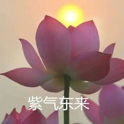 图① 一朵含苞待放的莲花配上四个字,真的有种搞笑的感觉 图② 莲花开