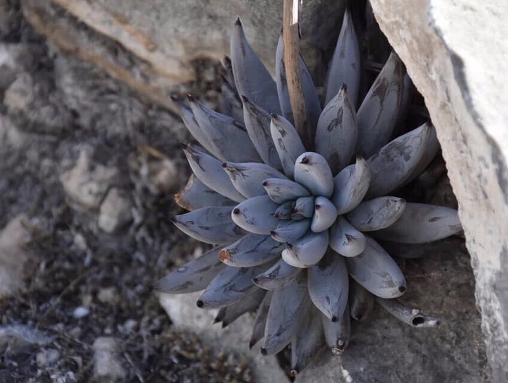 多肉植物原产地01 感受大自然赋予这些生灵的美好!
