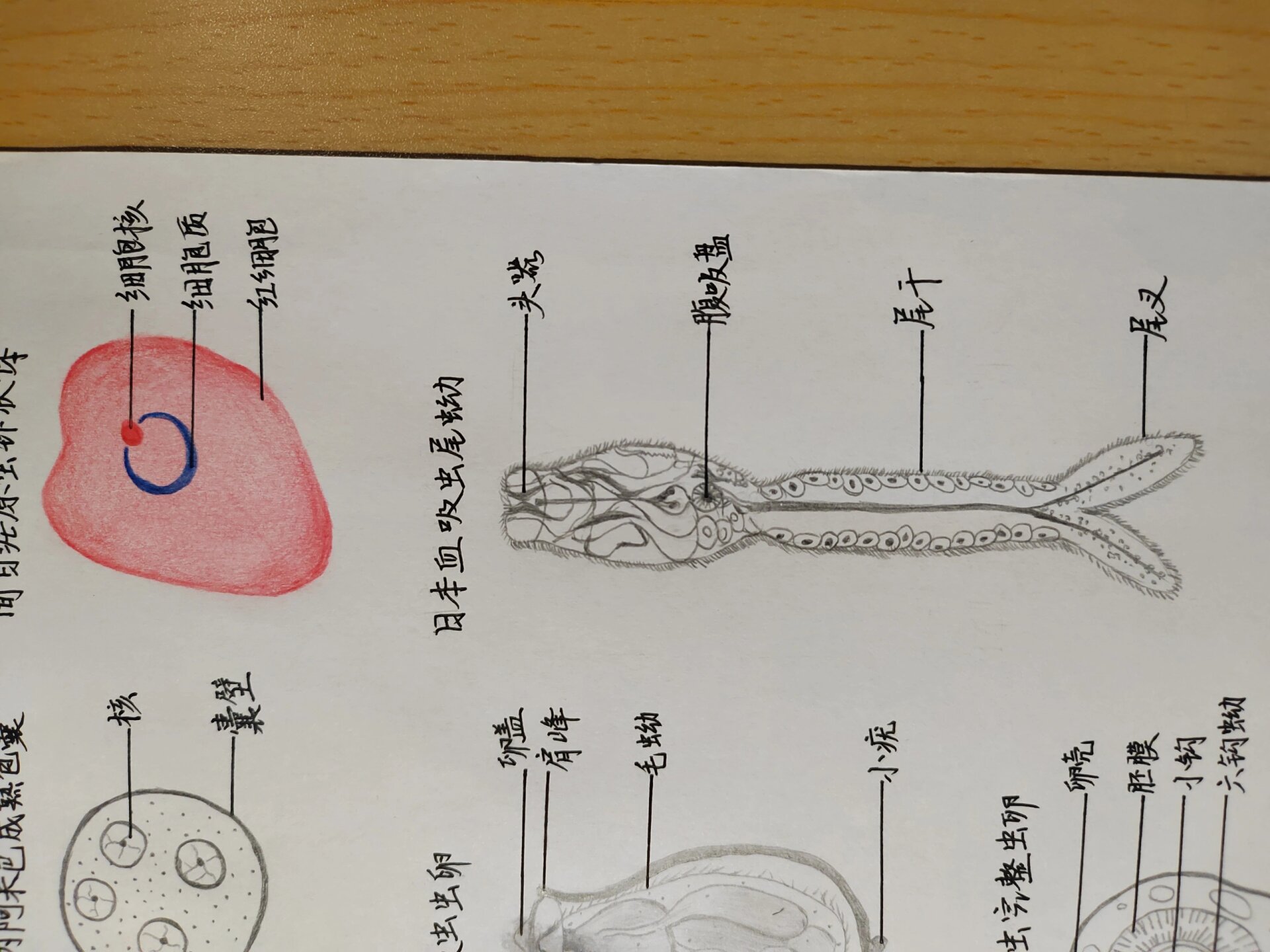 寄生虫绘图啦   溶组织内阿米巴滋养体 溶组织内阿米巴成熟包囊 间日