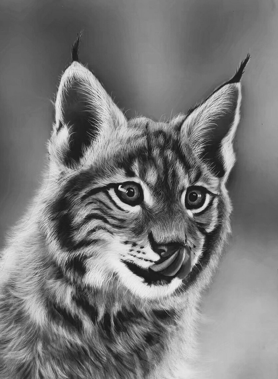 绘画素材 | 素描动物手绘