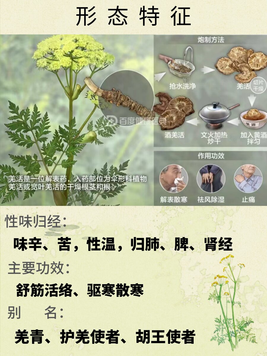 每天了解一味中草yao-羌活