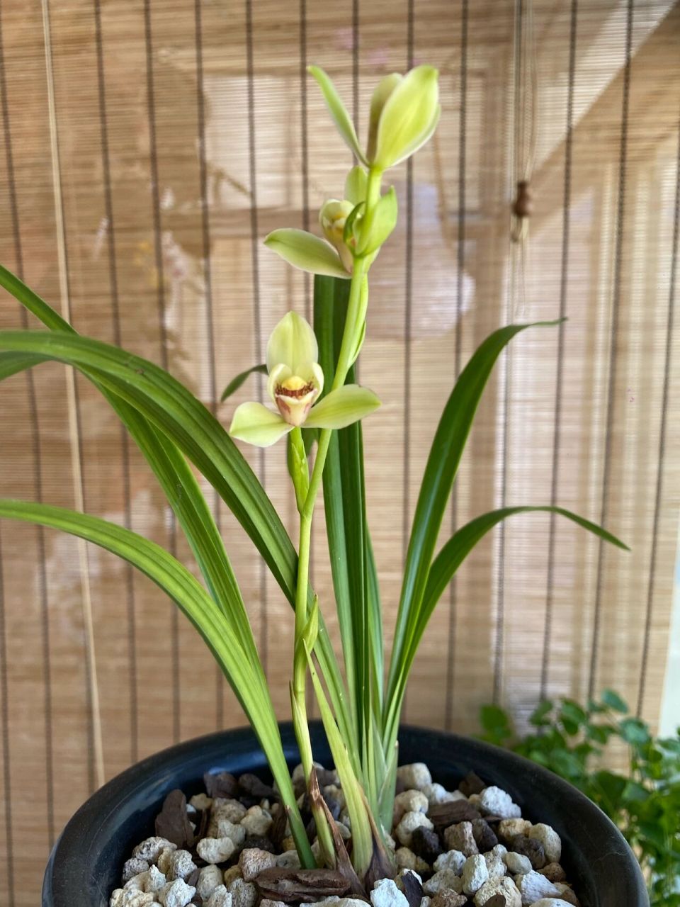 【建蘭】开花机器夏皇梅 ·夏皇梅,建兰梅瓣,产于四川郫县,为四季兰