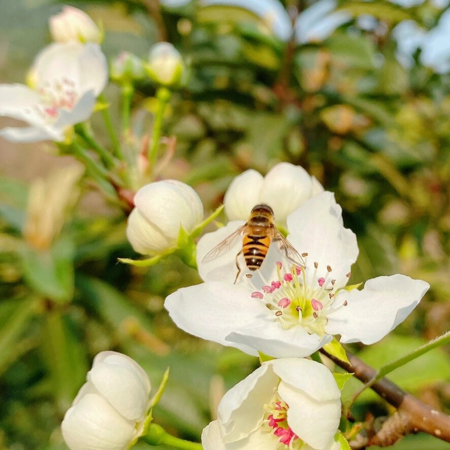 摄影练习 12 春日李花与梨花