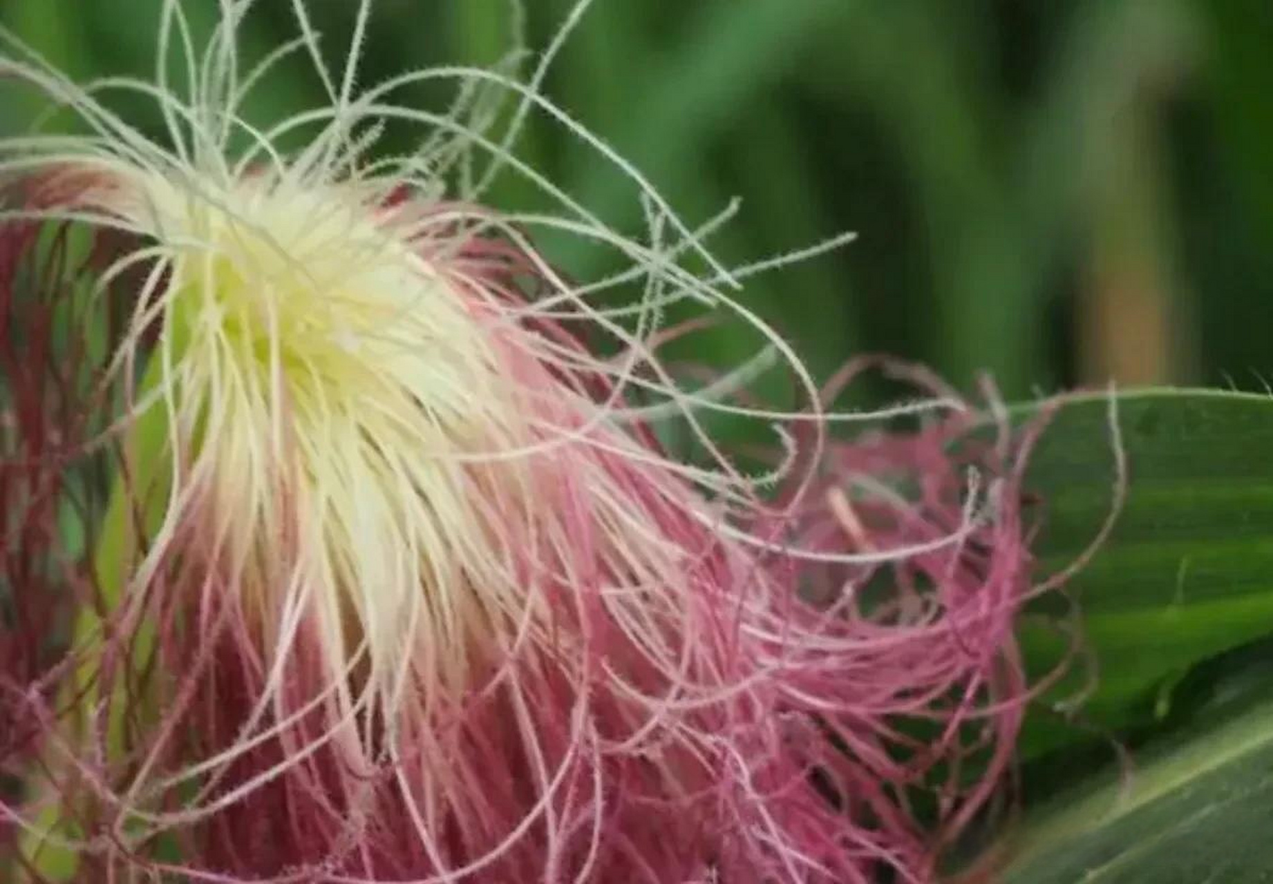 玉米是一种植物,它的花序位于茎的顶部,由雄花和雌花组成.