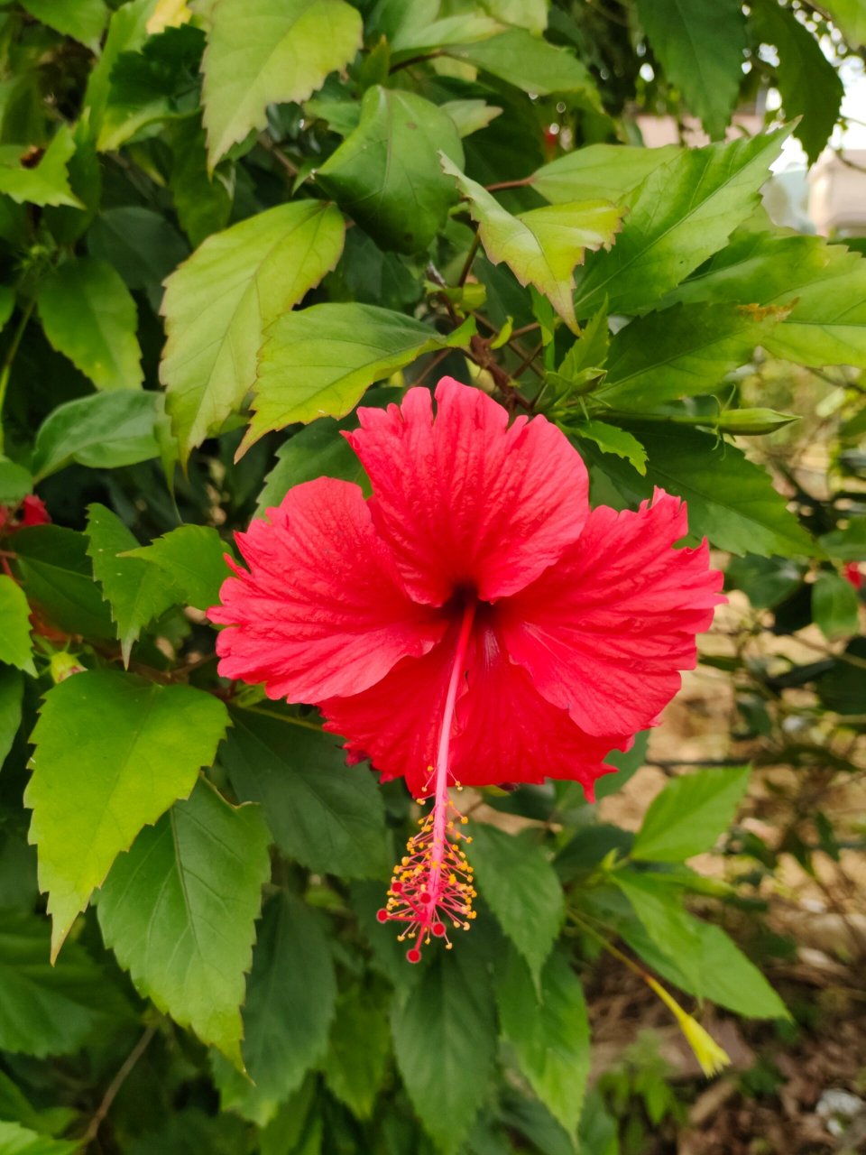 91别名:扶桑,赤槿,佛桑,红木槿,桑槿,大红花,状元红 91花期:全年