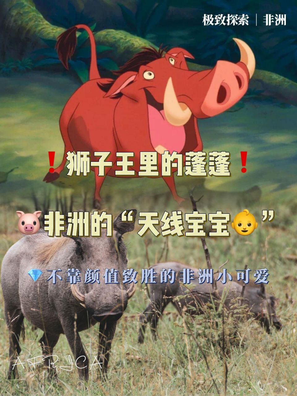 97非洲疣猪 | 狮子王里蓬蓬又叫天线宝宝 96今天要给大家介绍的是