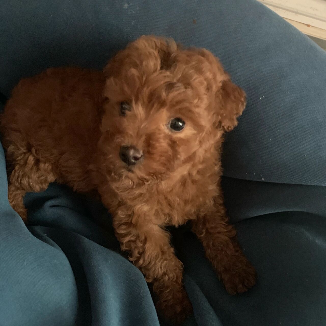 两个月的泰迪串越看越丑 260块买的泰迪串串,老公说太丑了,我现在也