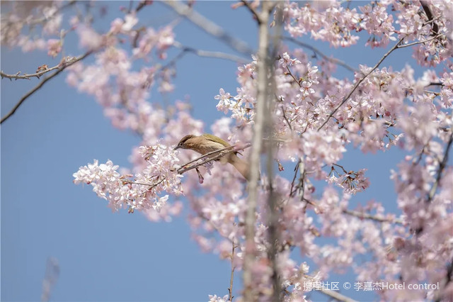 桃花源记_九坑桃花源攻略