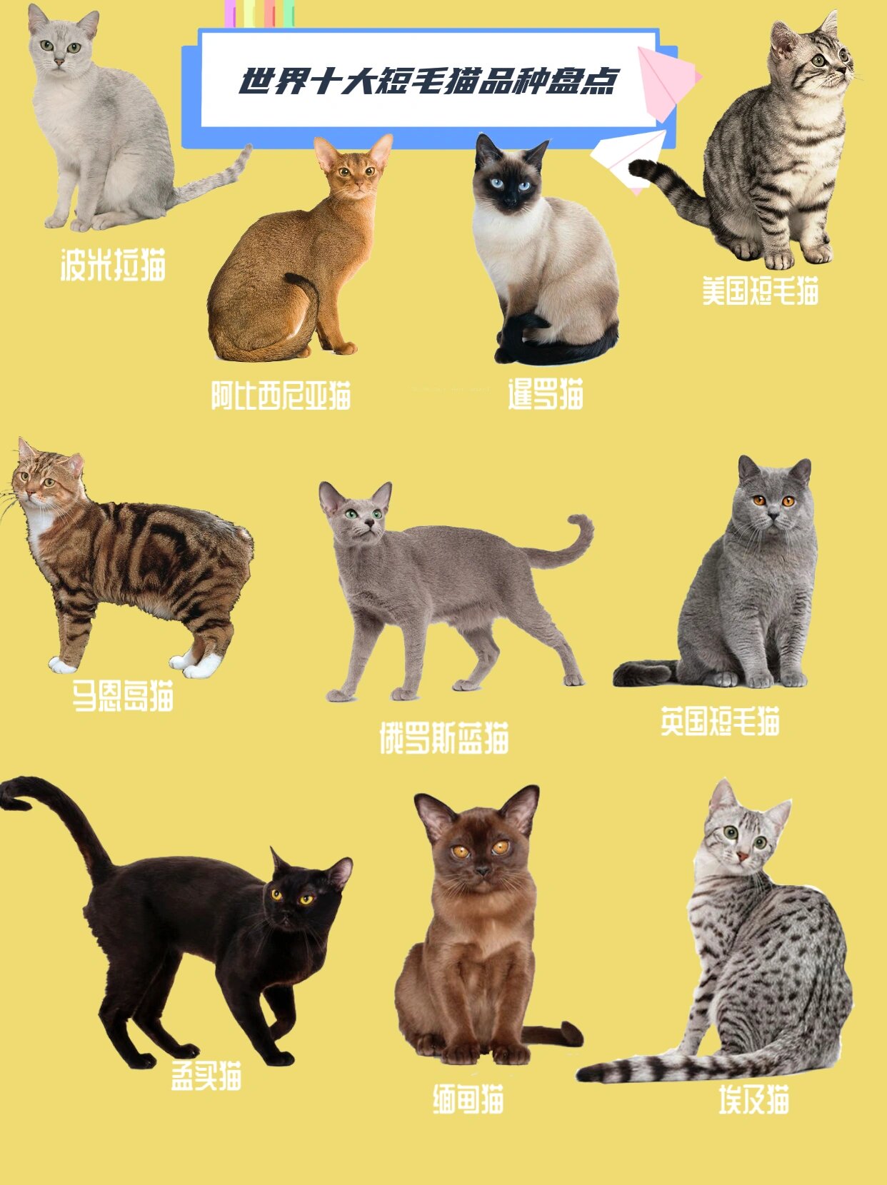 世界十大短毛猫盘点|有没有你中意的猫咪93
