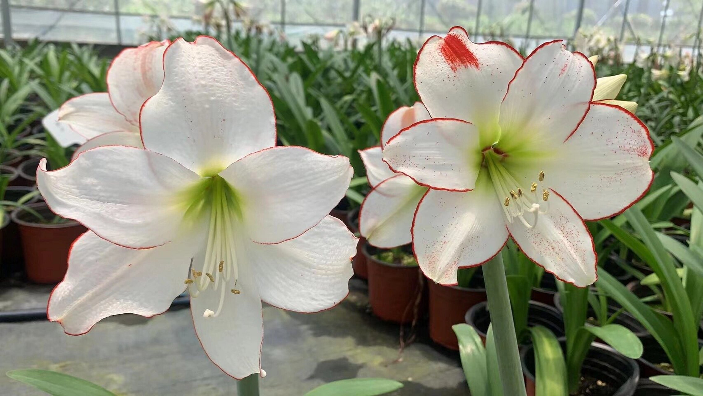 "毕加索"和"花边石竹"到底区别在哪里 #嘉木花园农场# #朱顶红# #花边