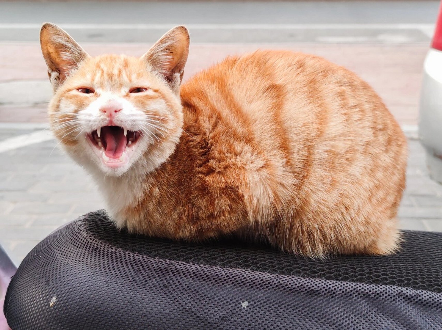 感觉这只打盹的橘猫真的很表情包 原图私我,有爱自取