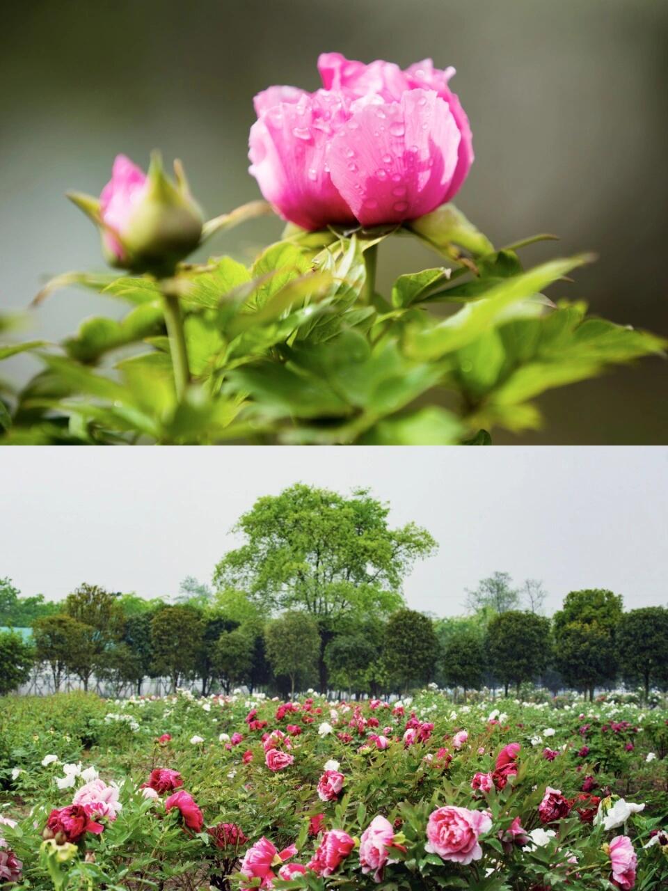 94 彭州牡丹花节一日游玩攻略 94