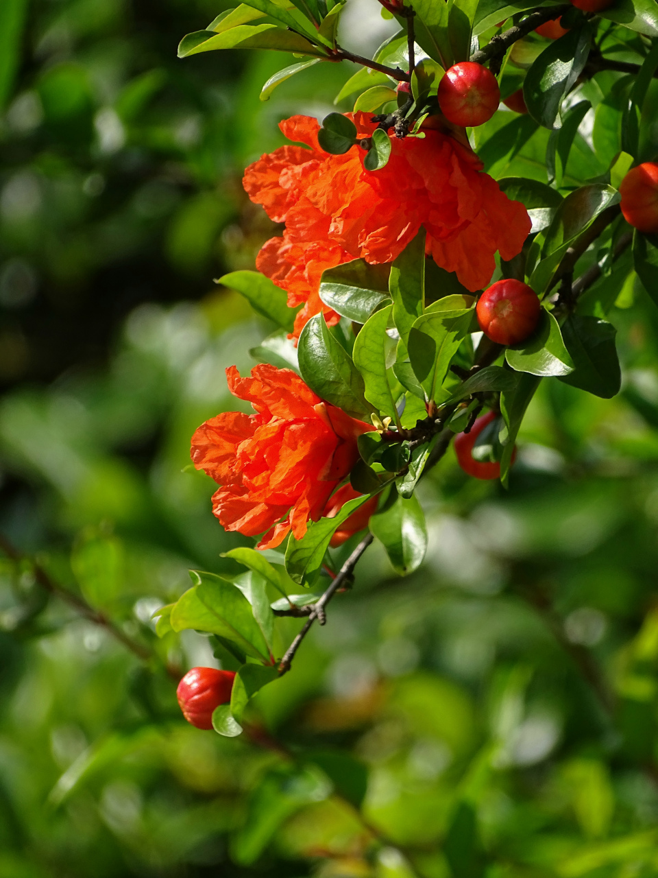 "石榴花",拍摄于城东公园.