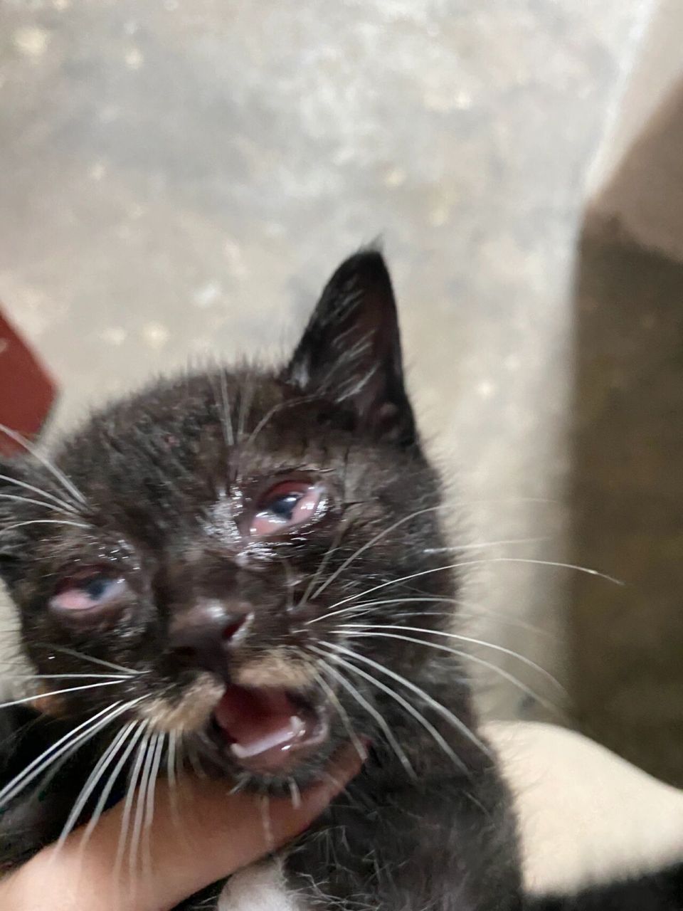 小奶猫眼睛水肿,对症用药和手法很重要 出生一个月的小奶猫,五只里面