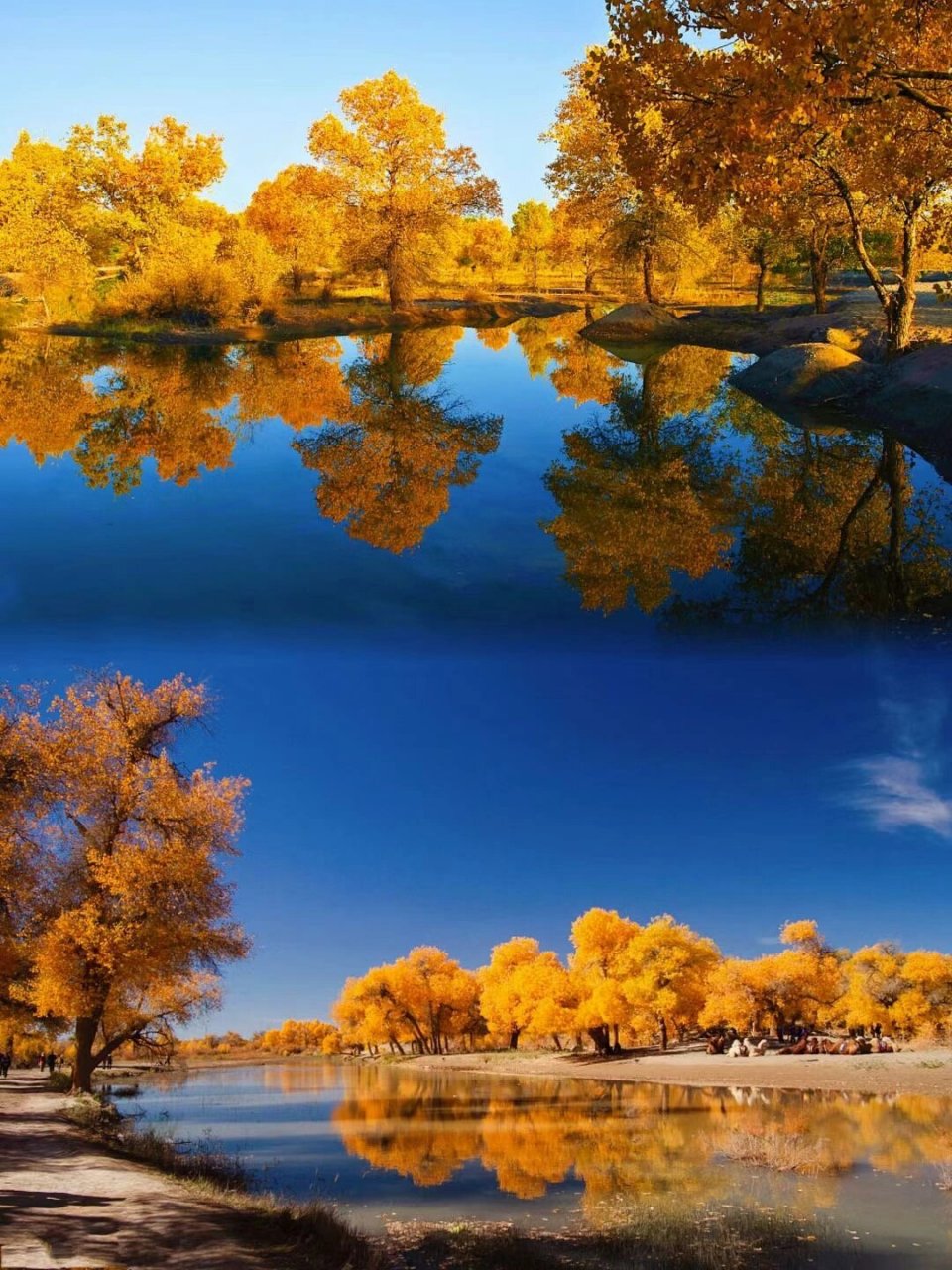 中国最美的秋天.甘肃酒泉金昌县的胡杨林