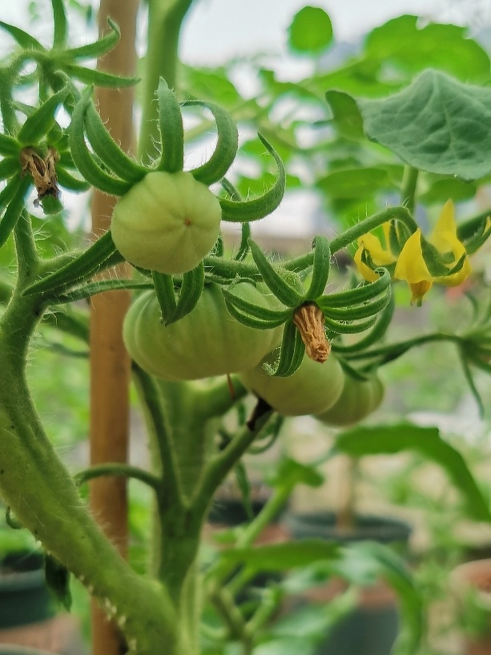 97番茄两周变化 97番茄种子买的晚,二月底三月初先后催芽,五月初