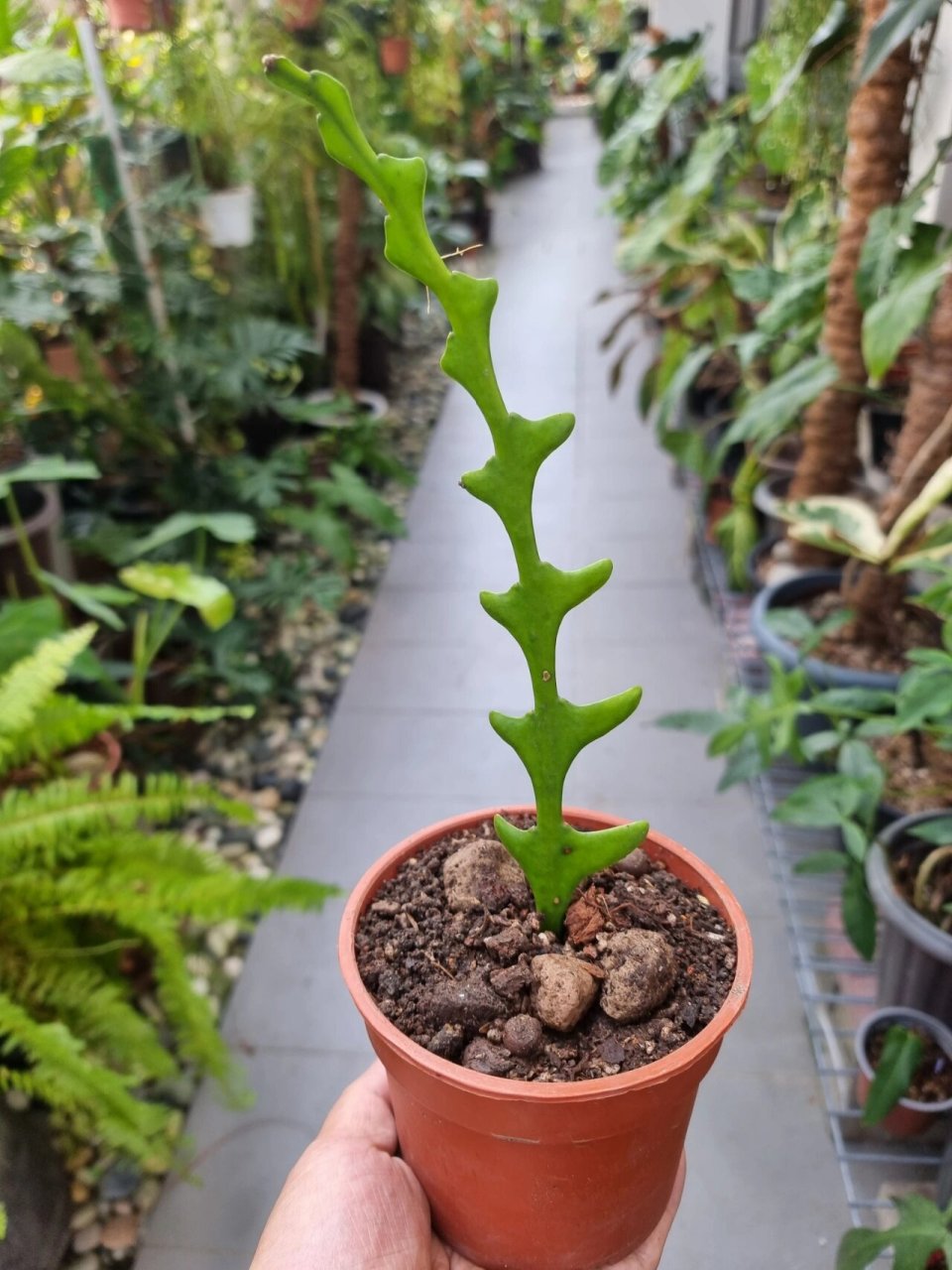 鱼骨叉植物图片