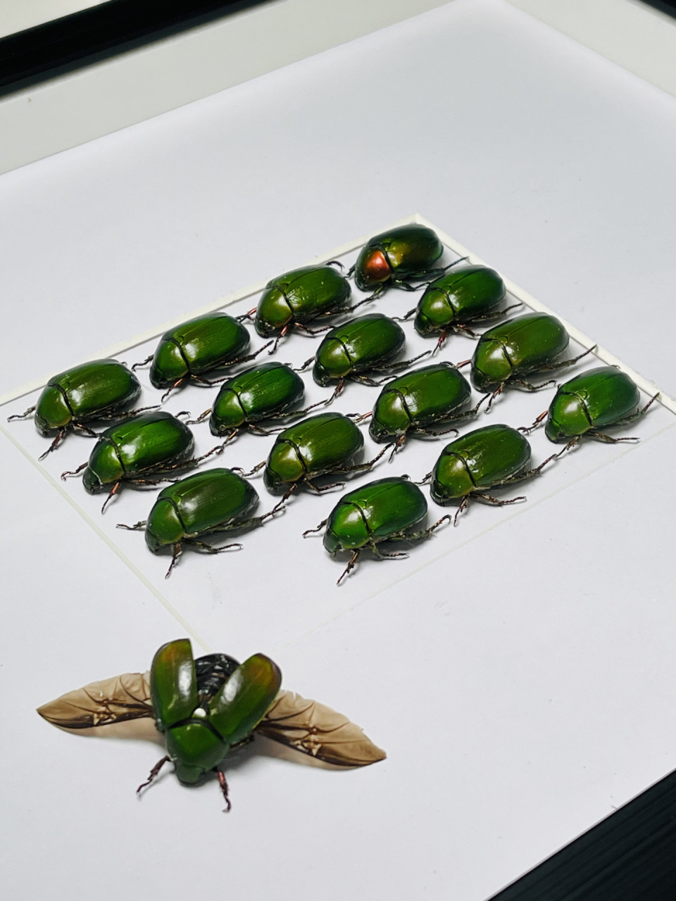 南京自然教育|神奇生物图鉴|金龟子08 名称:丽金龟08 外文名