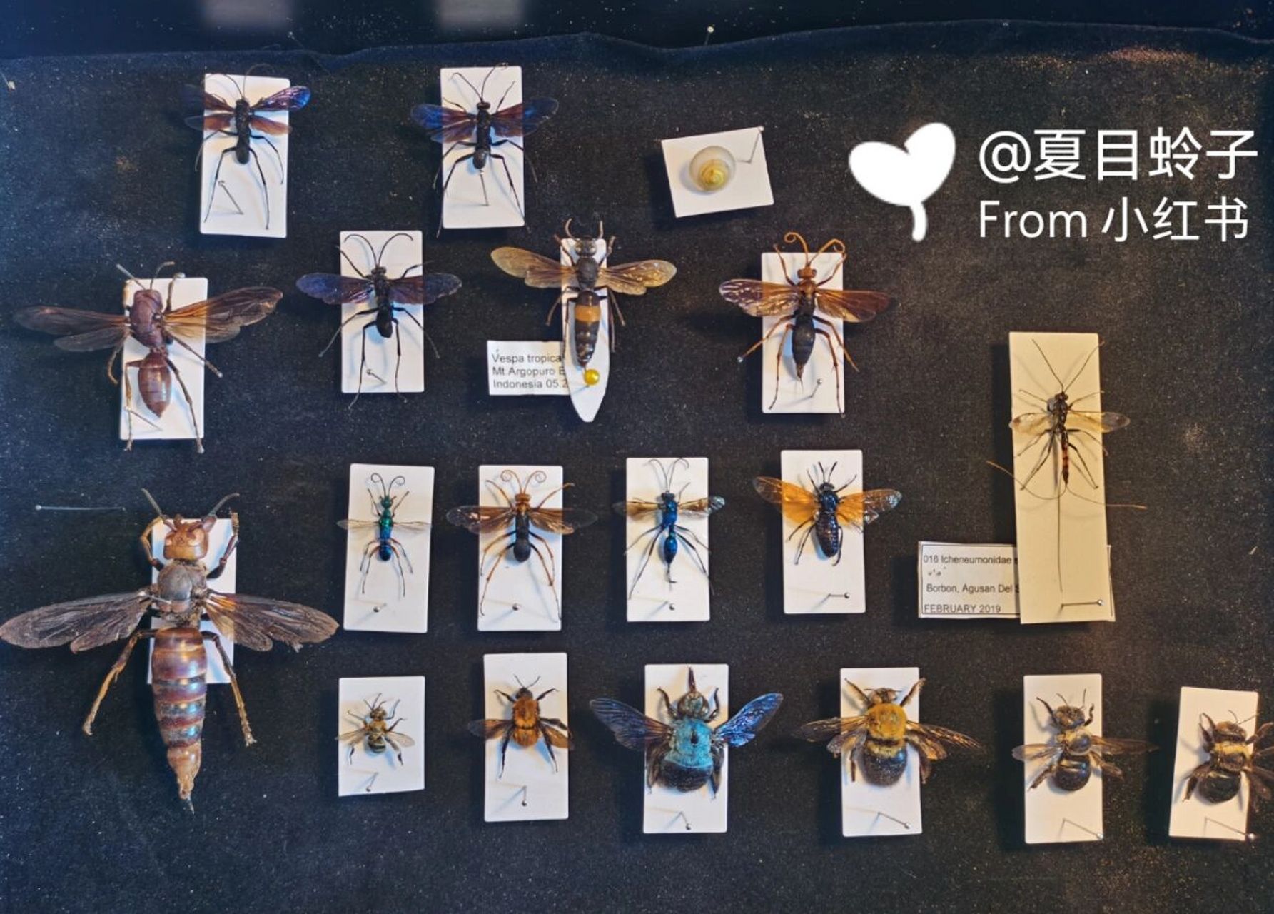 国产蜂标本依旧很精品 之前慢慢悠悠收集的小小的蜂类,有泥蜂蛛蜂胡蜂
