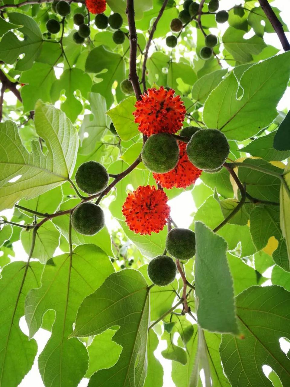 在江苏,人们叫它楮桃; 你们叫它什么?