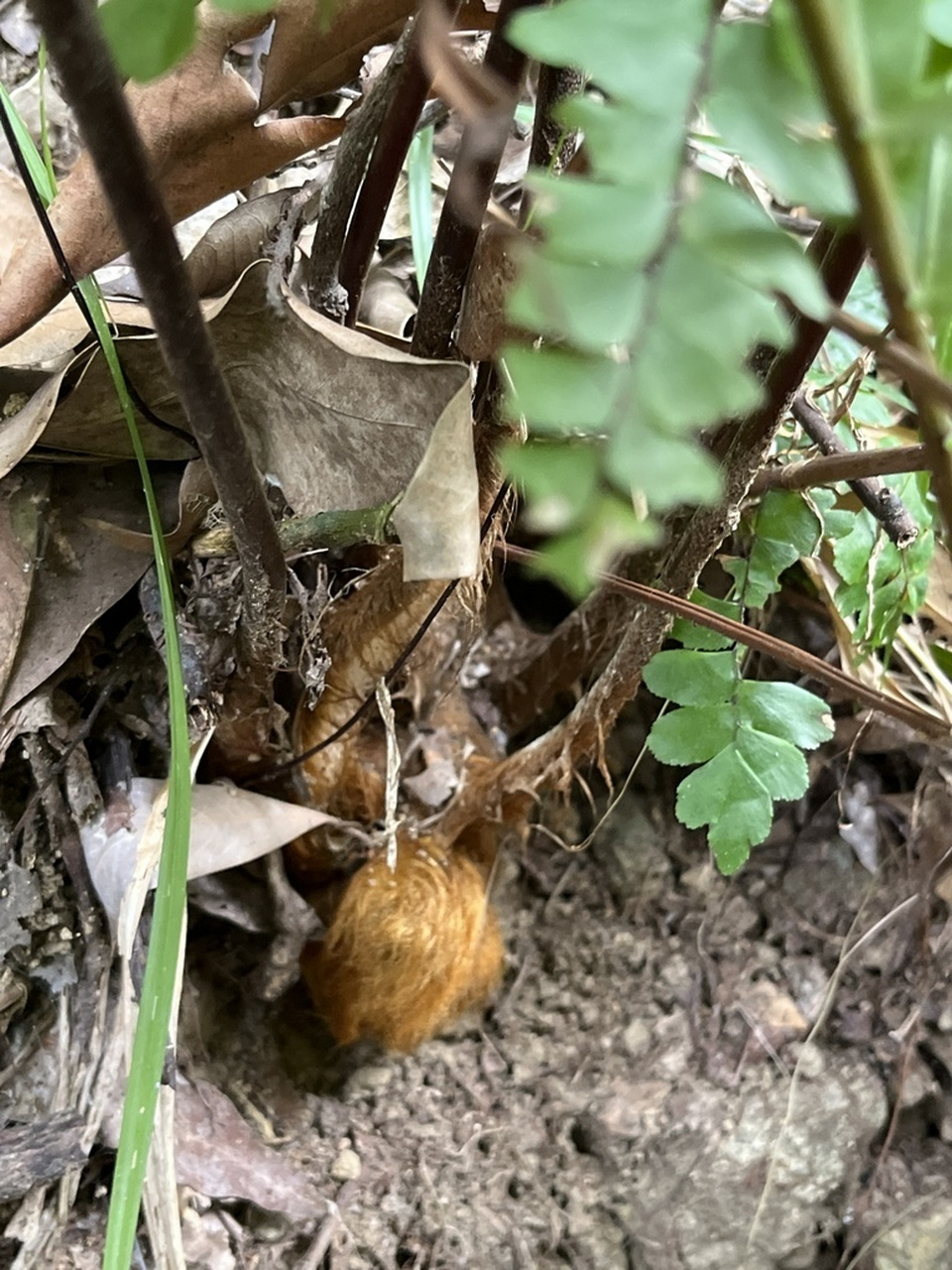 保护野生植物名录|蕨类|金毛狗蕨 金毛狗属 cibotium ssp.