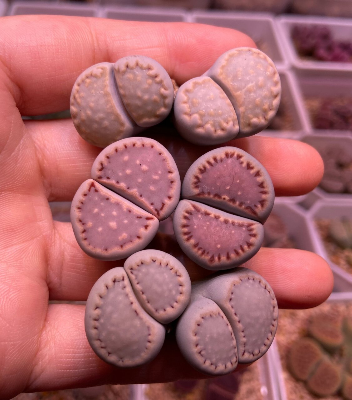 生石花饼干215 171