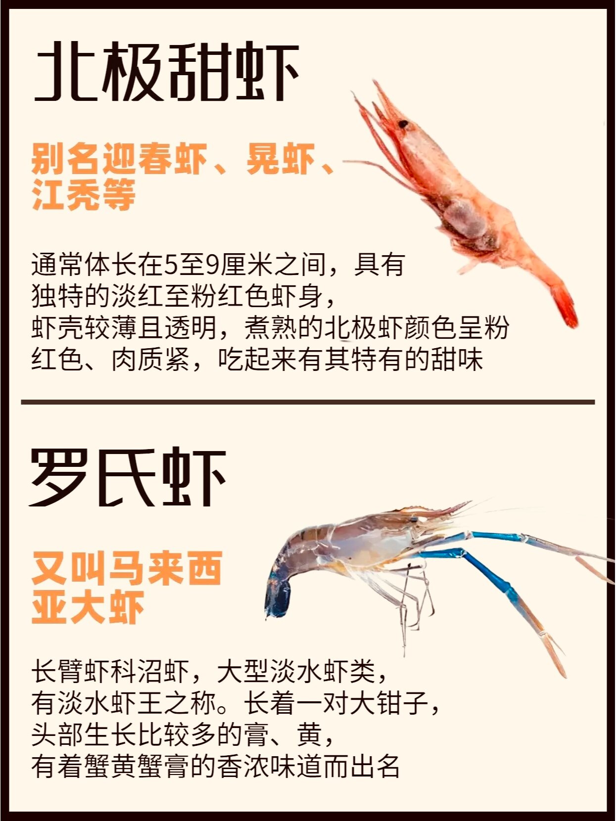 海虾 名称图片