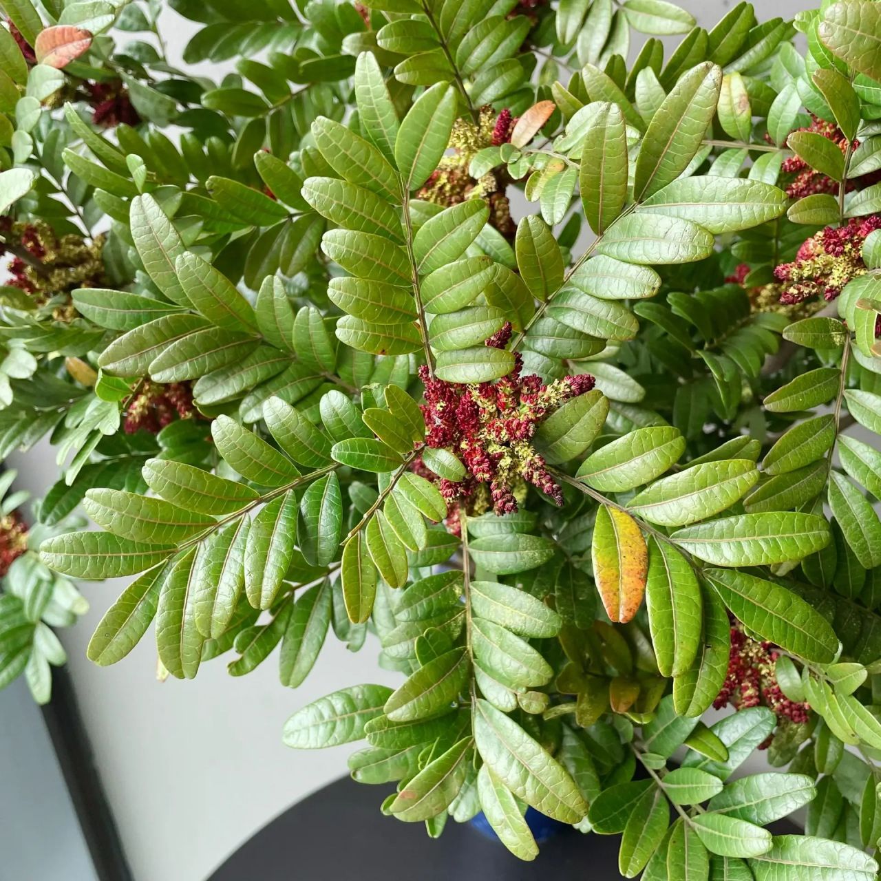 清香木01(开花版) 本扎清香木到手已是挂满花苞 养护1-2天花朵陆续