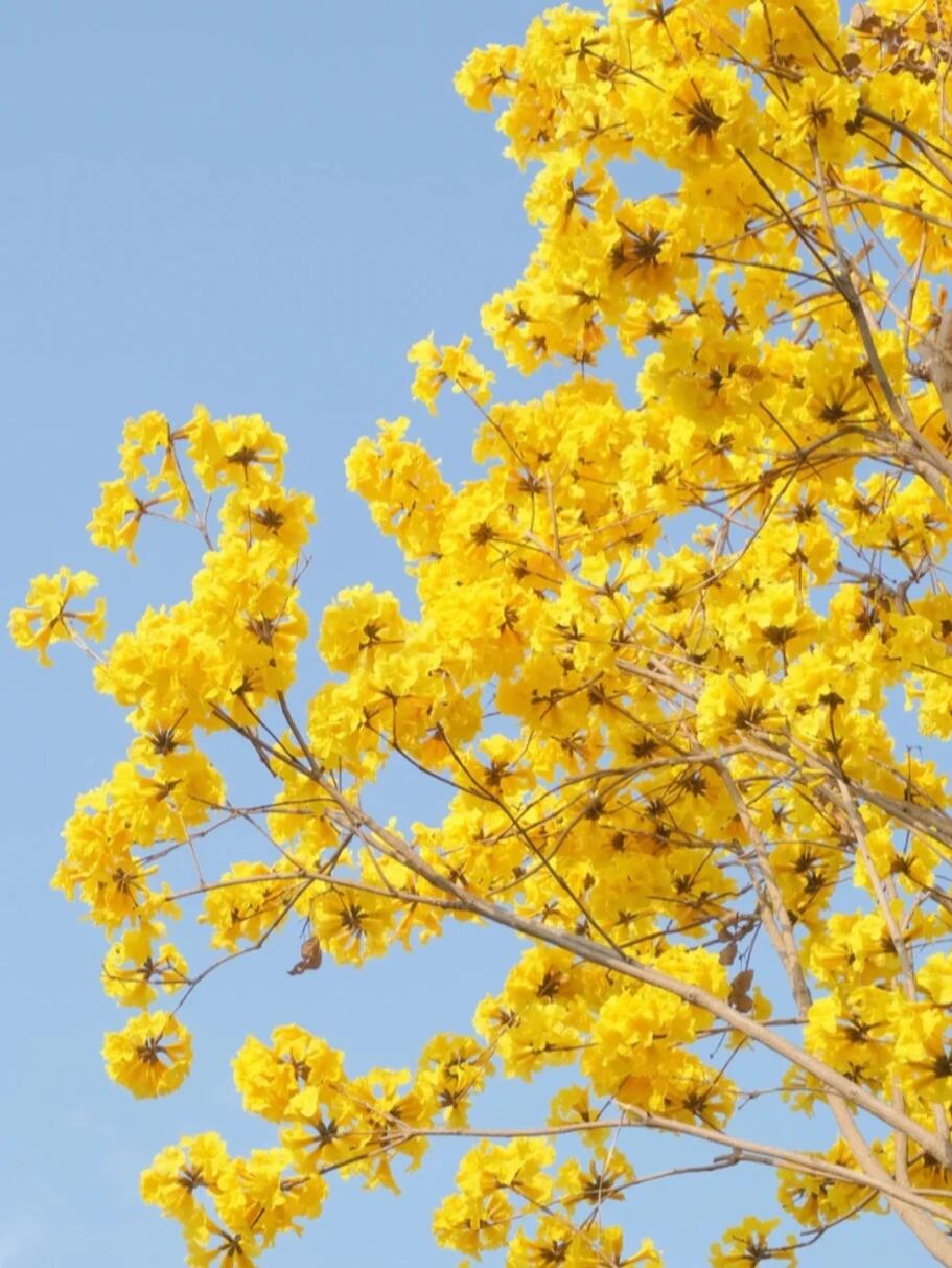 成都黄花铃木|私藏!