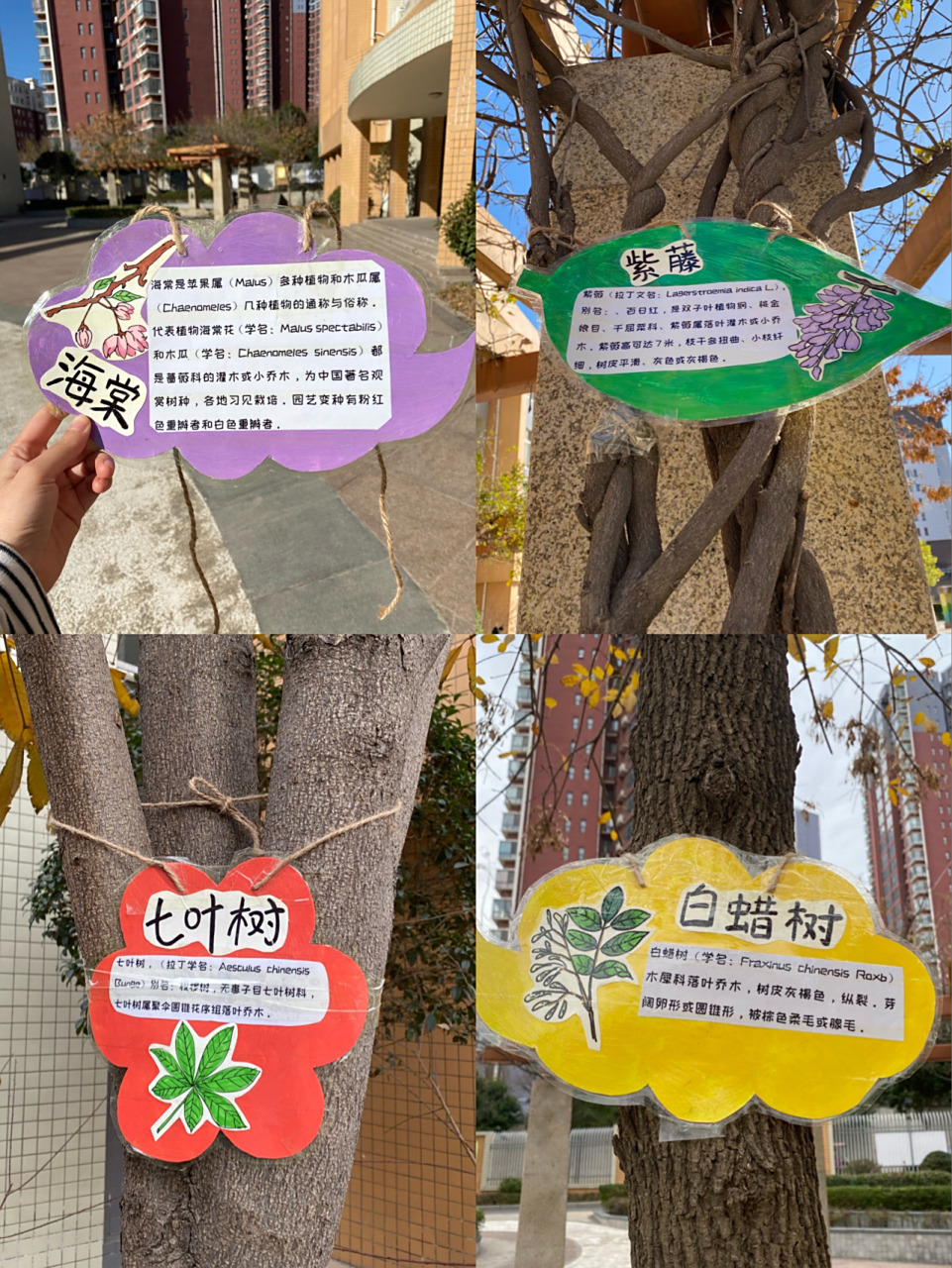 手工制作 植物名牌 银杏叶 玉兰 桂花