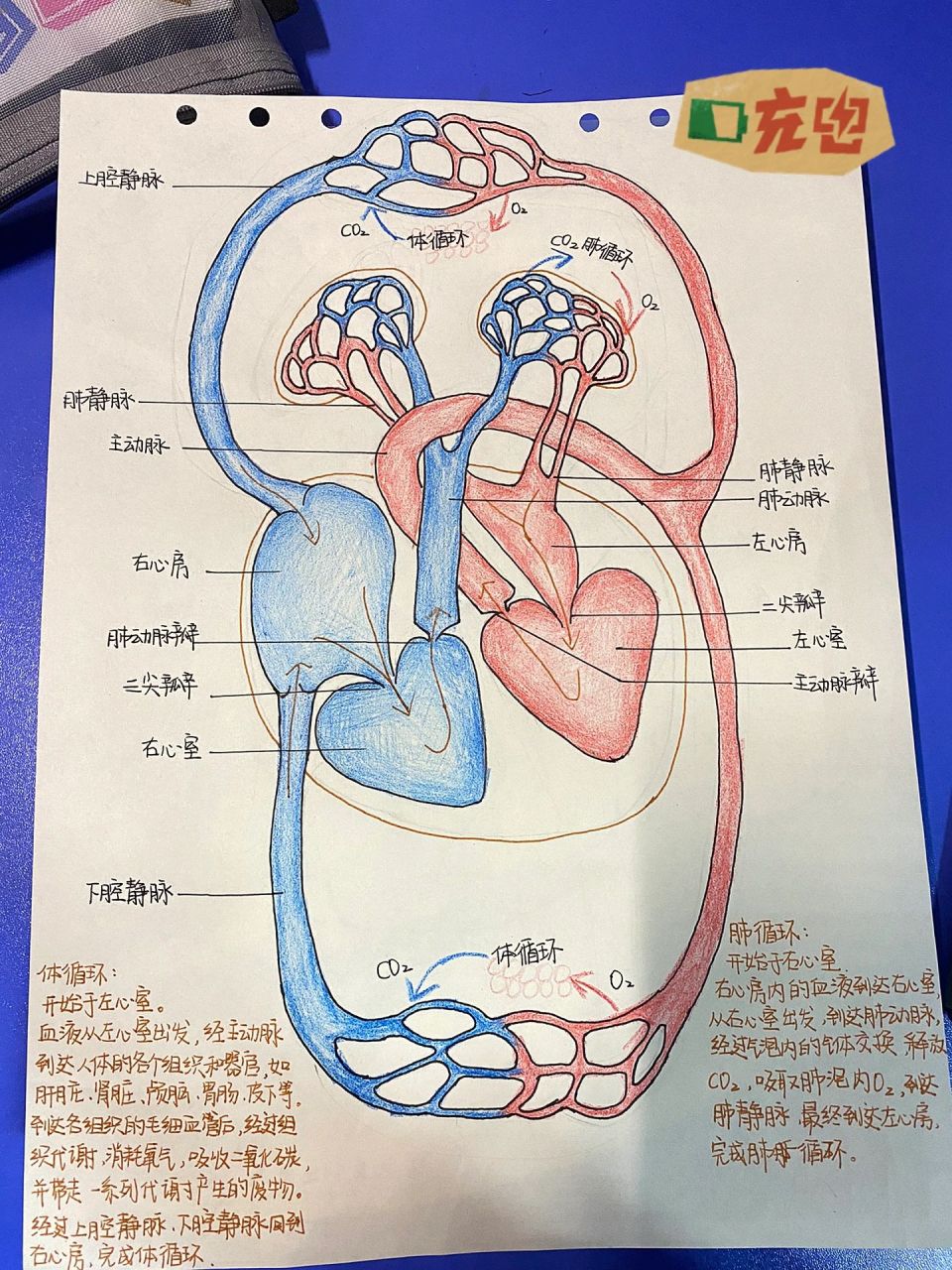 心脏循环过程图手绘图片