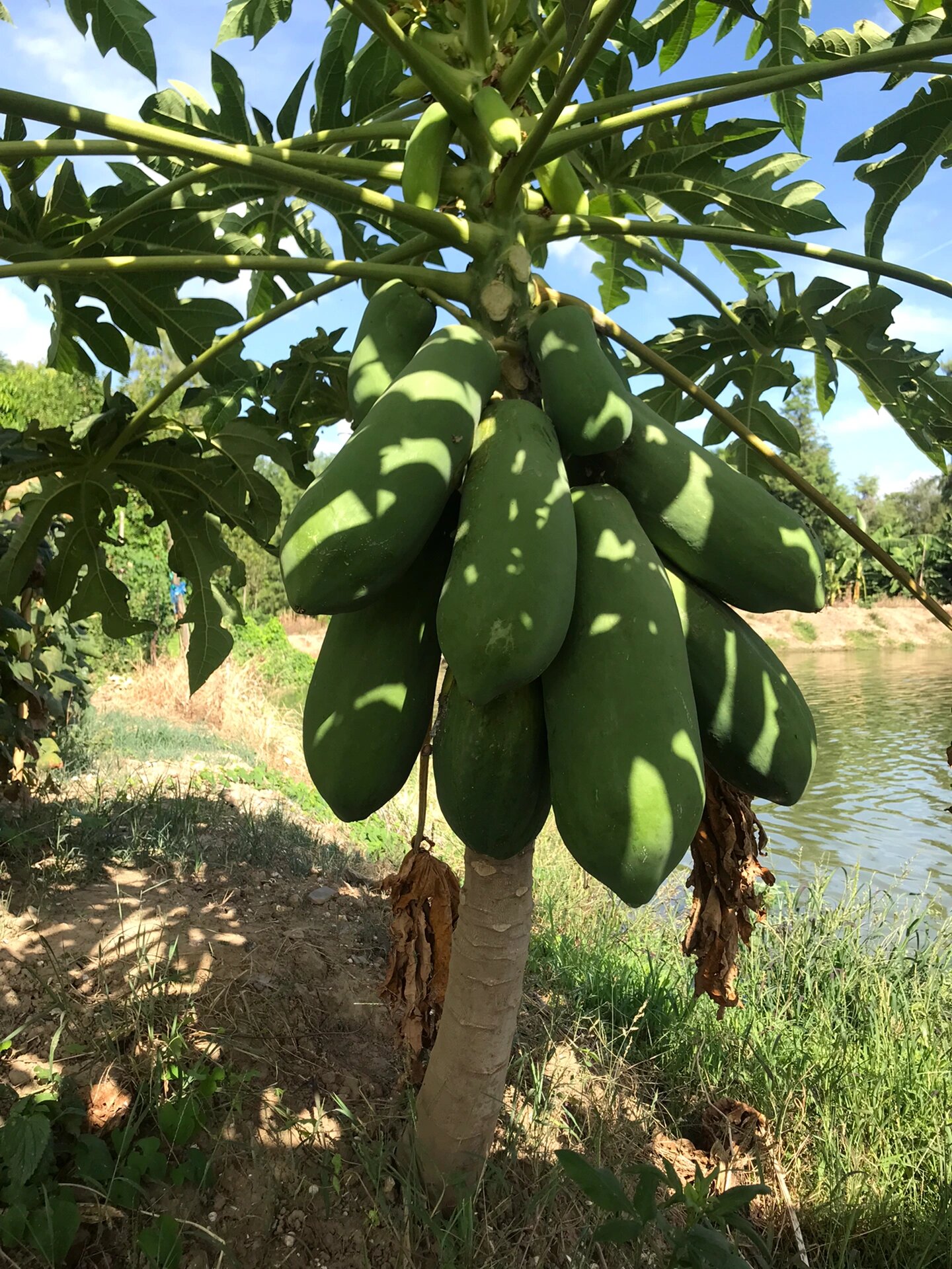 北方的朋友:木瓜长在树上的.