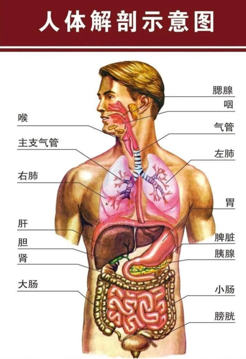 在人体解剖学中,描述器官的位置时,通常采用医学上的标准术语,这些