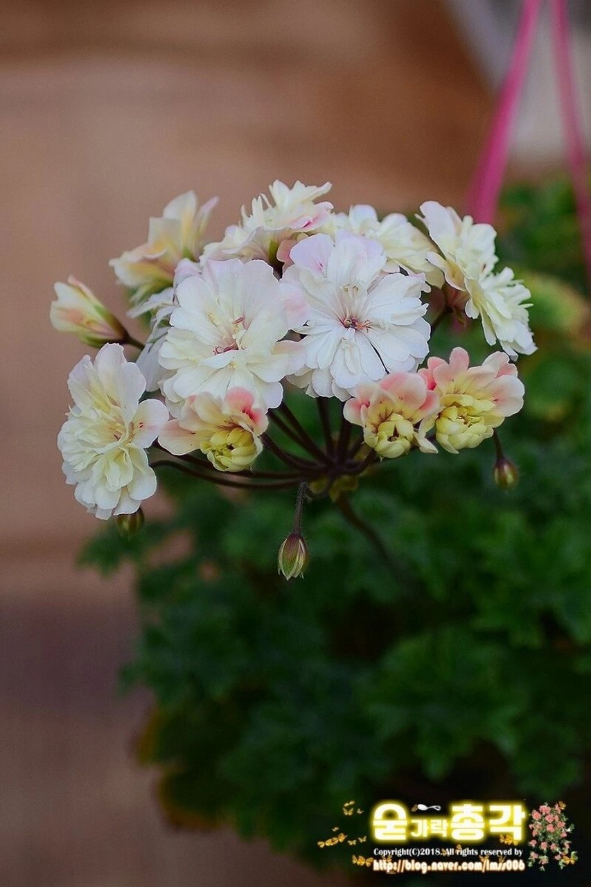 植物快乐屋—兽系天竺葵"独角兽阳光" unicorn zonartic sunbeam,兽系