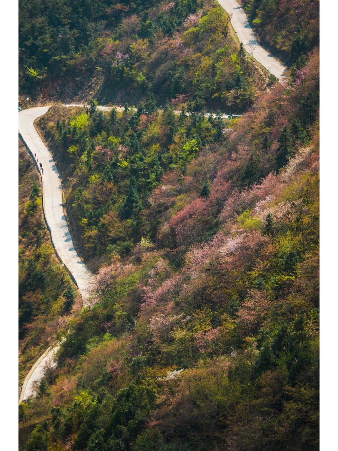 湖南隆回大东山94赏樱花94宝藏地 又到了樱花9494盛开的季节