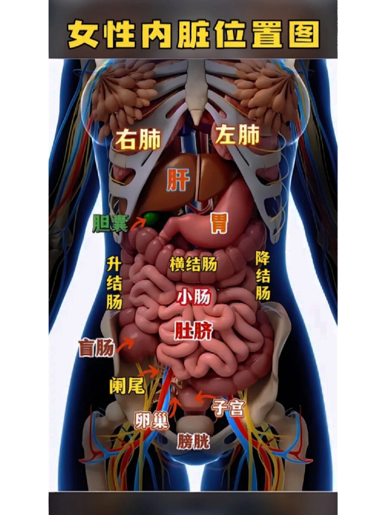 女性朋友们