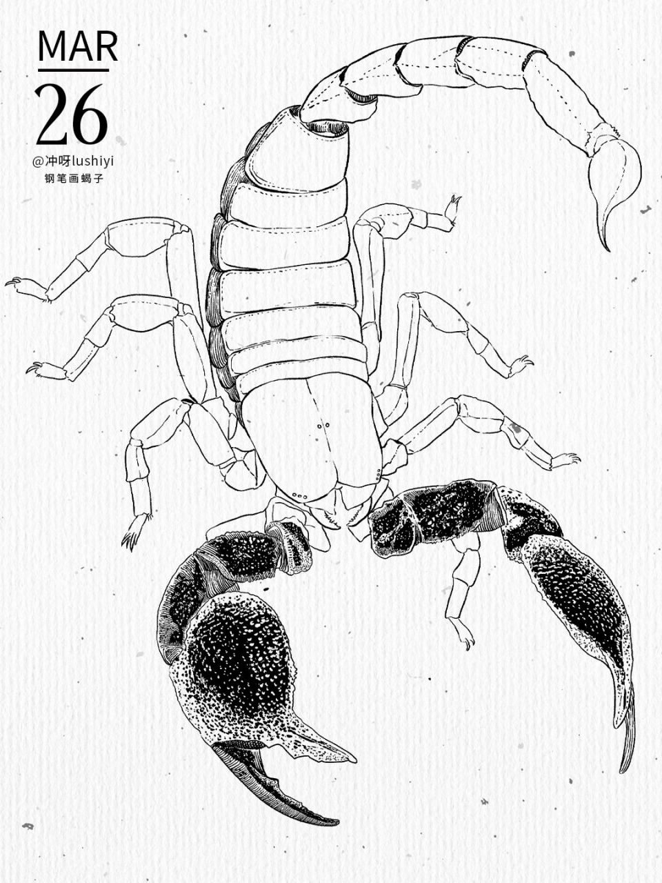 线条点魅力 昨天半天加一晚上今天一早上终于画完蝎子